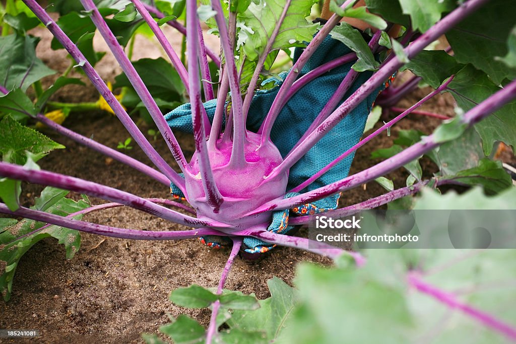 Home angebauten violetten kohlrabi - Lizenzfrei Kohlrabi Stock-Foto