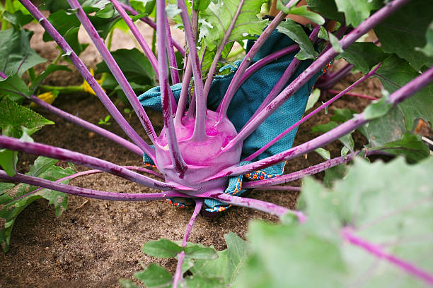 A bed with young cabbage seedlings in a vegetable garden in Russia