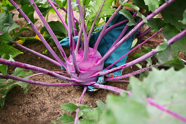 дома выращенные фиолетовый кольраби - kohlrabi turnip cultivated vegetable стоковые фото и изображения