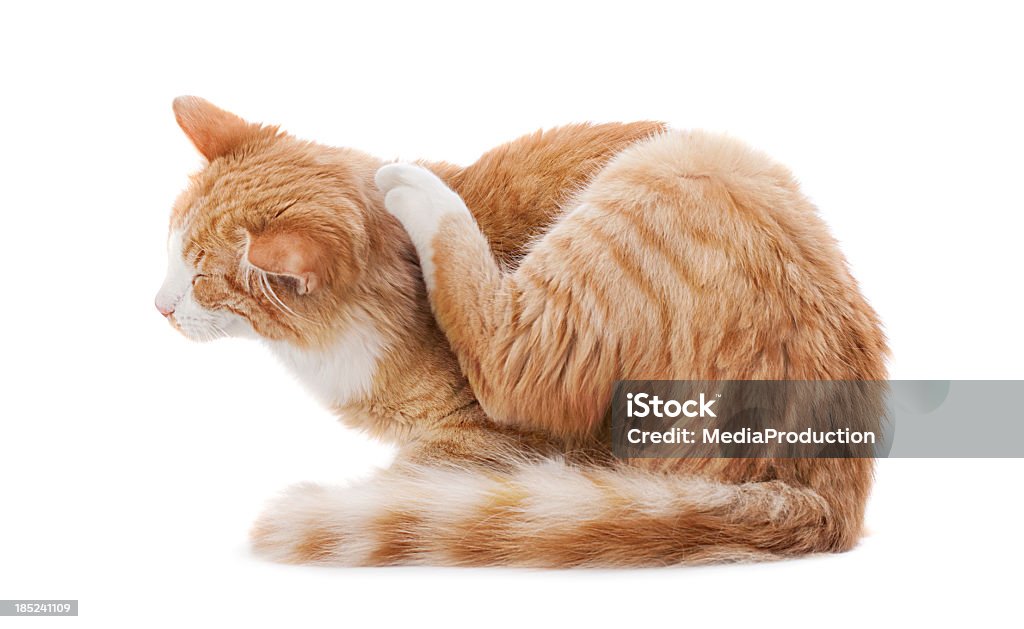 Scratching cat Ginger cat scratching behind her ear on white background Domestic Cat Stock Photo