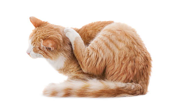Scratching cat Ginger cat scratching behind her ear on white background tick animal photos stock pictures, royalty-free photos & images