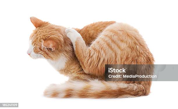 Scratching Cat Stock Photo - Download Image Now - Domestic Cat, Scratching, Flea - Insect