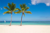 Palms on Mauritius