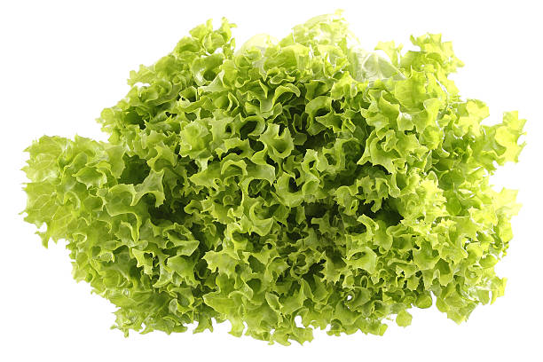 salade verte - lollo bionda lettuce photos et images de collection