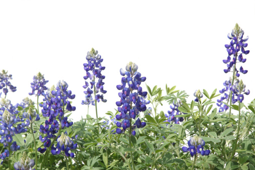 The state flower of Texas is Bluebonnet flower.  Flower isolated on white.