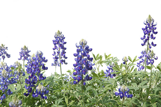 Bluebonnet Flowers in a Row The state flower of Texas is Bluebonnet flower.  Flower isolated on white. bluebonnet stock pictures, royalty-free photos & images
