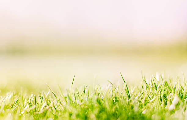 istock Blades of grass with a horizon 185241707