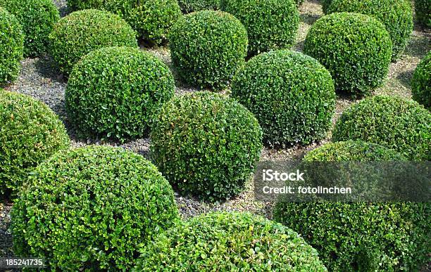 Buxus Bälle Stockfoto und mehr Bilder von Baum - Baum, Beschnittene Hecke, Buchsbaum