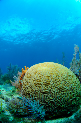 Brain coral on a reef in the Florida Keys