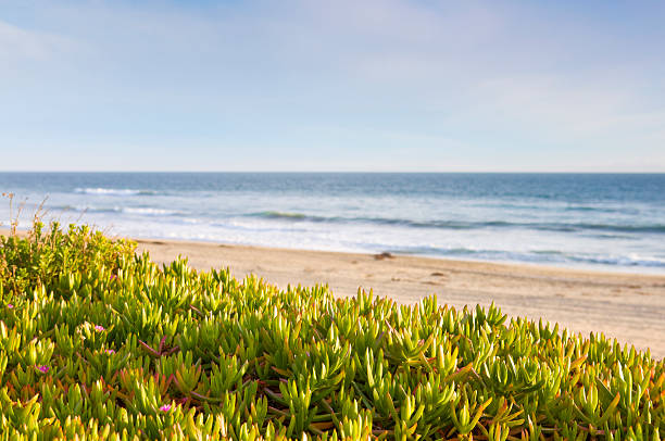 istock sand dunes and the ocean 185241799