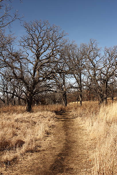 Trail path dourar início da primavera de inverno de árvores - foto de acervo