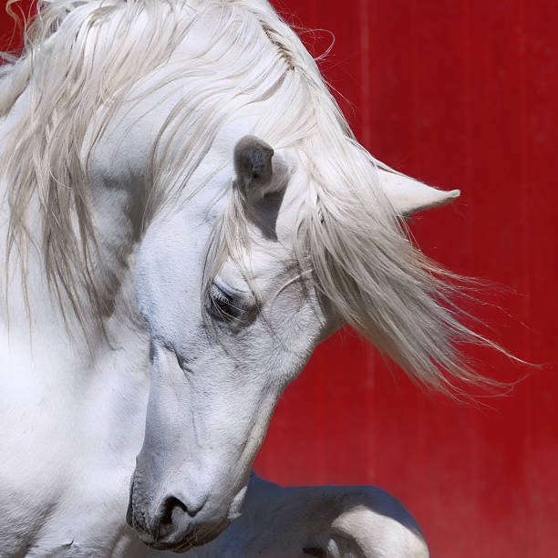 White Stallion Horse Andalusian BW Dressage stock photo