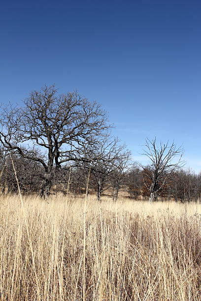 Campo marrone dorato alberi inizio della primavera 3 - foto stock