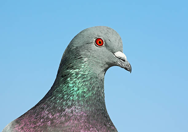 istock Portrait Of A Pigeon 185241947