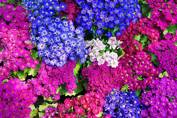 cineraria flower background colorful flowers background: cinerariaWish your life is as beautiful as the flowers! cineraria stock pictures, royalty-free photos & images