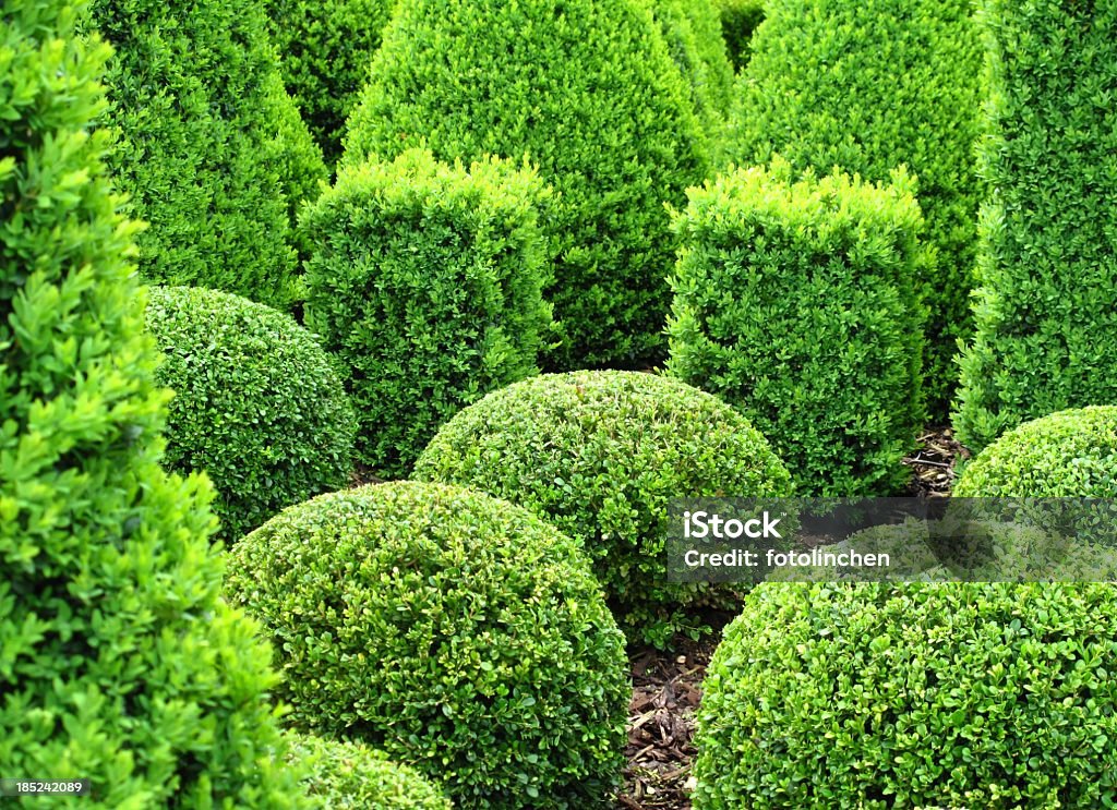 Buxus für Verkauf - Lizenzfrei Buchsbaum Stock-Foto