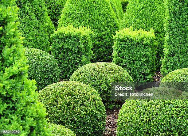 Buxus Für Verkauf Stockfoto und mehr Bilder von Buchsbaum - Buchsbaum, Dekoration, Hausgarten