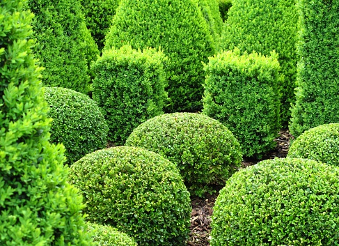 Buxus for sale