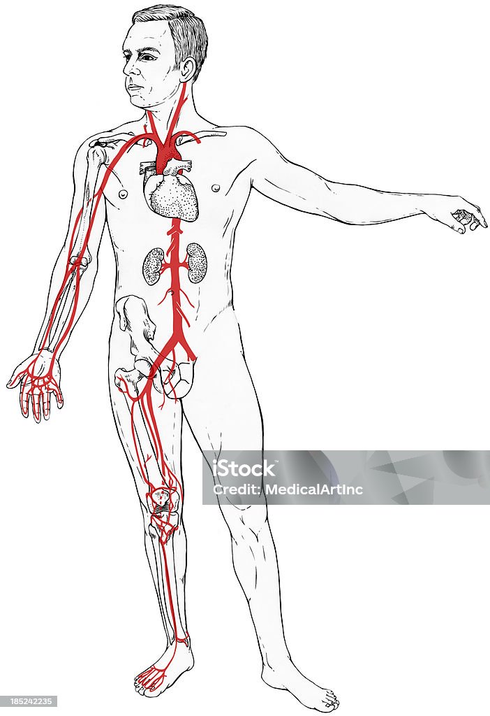 Männliche Figur mit ausgewählten interne Anatomie und die Blutgefäße - Lizenzfrei Anatomie Stock-Illustration