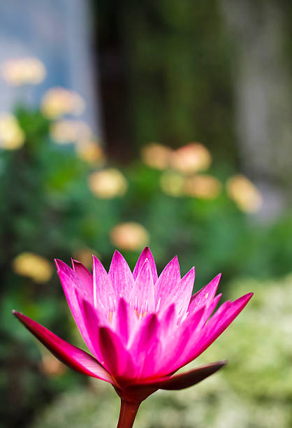 Water Lily in the Garden stock photo