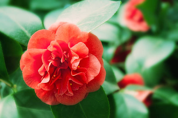 istock Camellia japonica (Magnoliiflora Camellia) 185242357