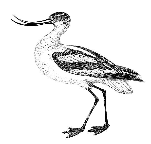 Avocet Avocet isolated on white background. Illustration was published in 1870 avocet stock illustrations