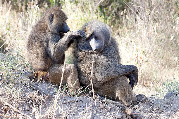 istock Two Baboons grooming, Lake Nakuru, Kenya 185242481
