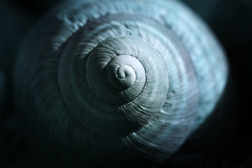 Close up on the shell of a snail. Selective focus, dark background