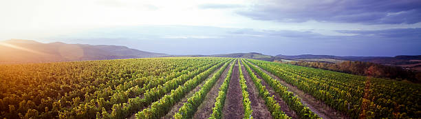 виноградник панорама sunrise - chenin blanc стоковые фото и изображения