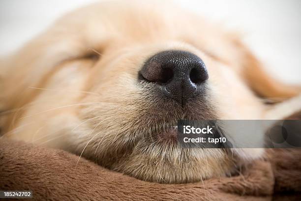 Cachorrinho Plano Aproximado - Fotografias de stock e mais imagens de Animal - Animal, Animal de Estimação, Boca de animal