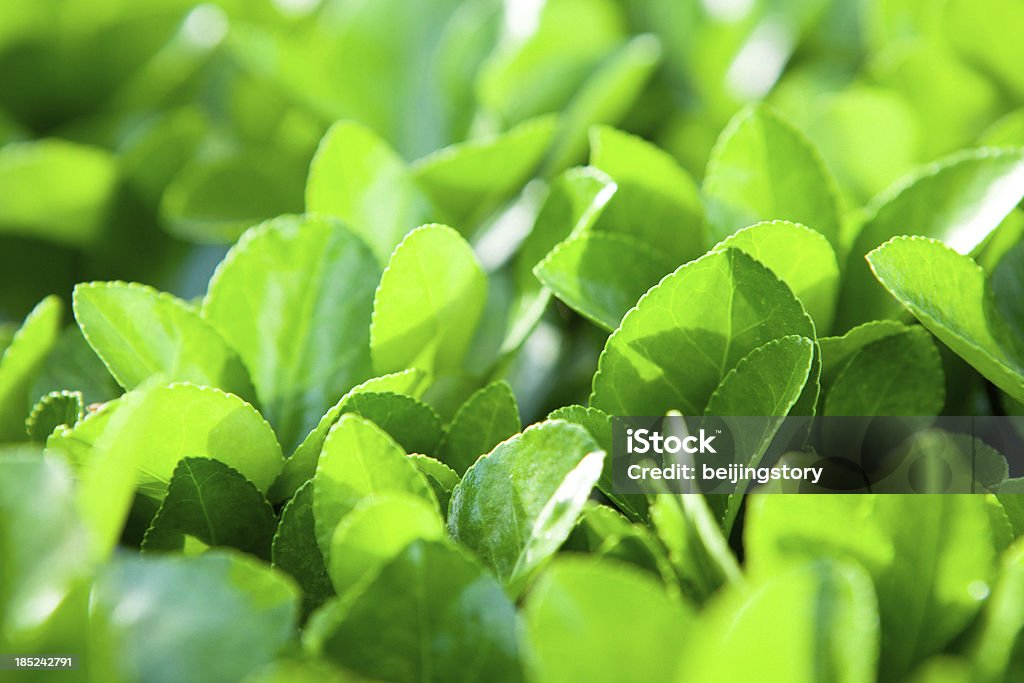 Tee-plant - Lizenzfrei Teepflanze Stock-Foto