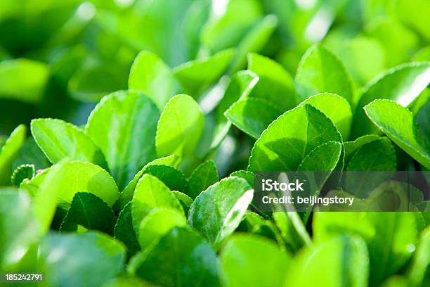 Pianta Di Tè - Fotografie stock e altre immagini di Monti Ghats occidentali - Monti Ghats occidentali, Tè - Raccolto, Agricoltura