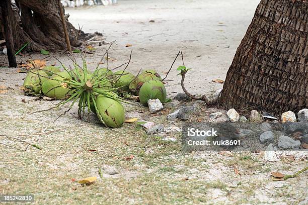 Foto de Cocos Caiu De Coconut Palm e mais fotos de stock de Agricultura - Agricultura, Alimentação Saudável, Apodrecer