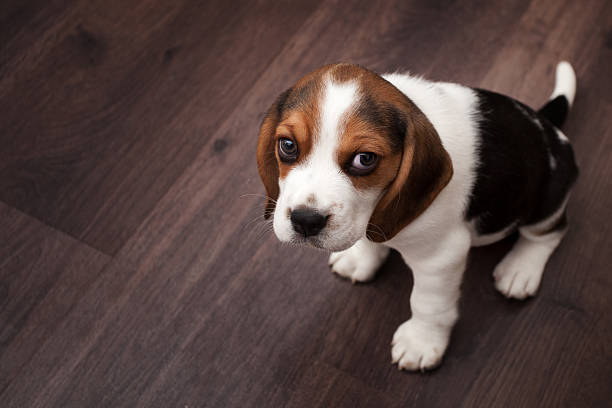 beagle-welpen sitzen auf einem dunklen holzboden - obedience pets loneliness looking at camera stock-fotos und bilder