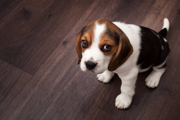 beagle cachorrinho sentado em um piso de madeira escura - obedience pets loneliness looking at camera - fotografias e filmes do acervo