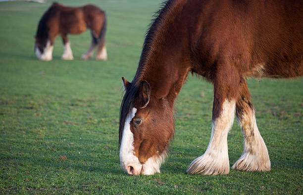 istock Clydesdale Horses Grazing 185243066