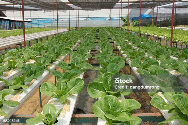 Hidropónica Vegetal Farm Verde Cos Lechuga Foto de stock y más banco de imágenes de Agricultura - Agricultura, Aire libre, Alimento