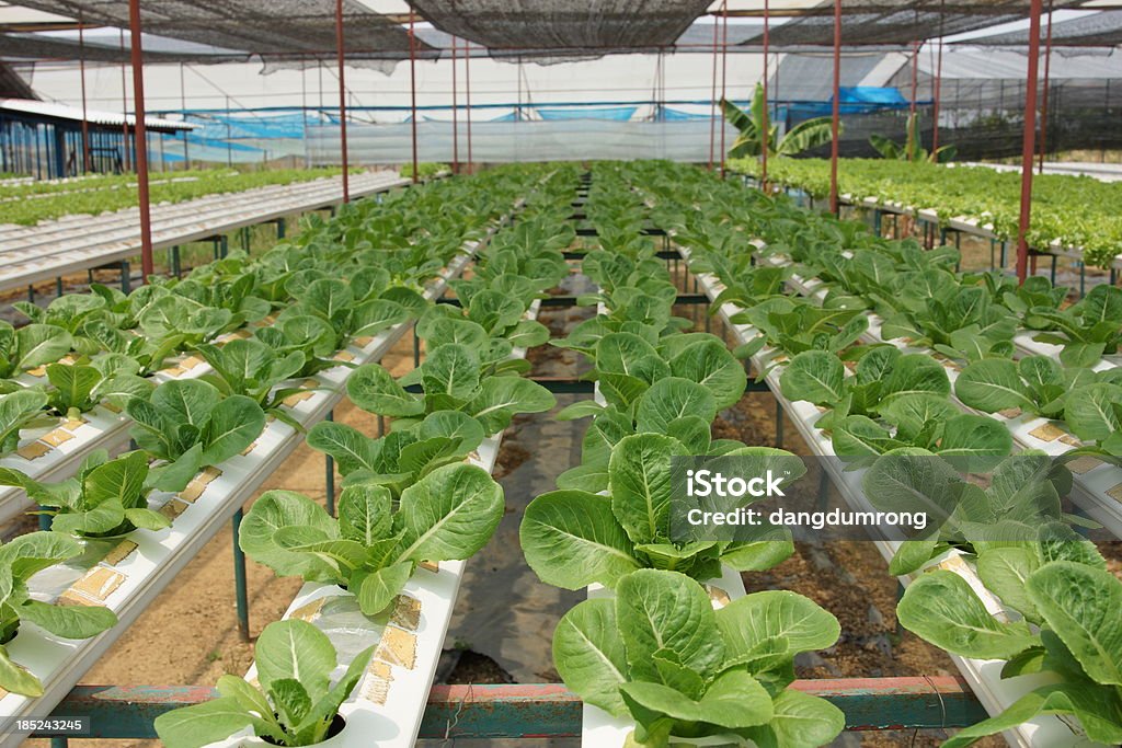 Legumes do campo verde sobre hidropônica Cos alface - Foto de stock de Agricultura royalty-free