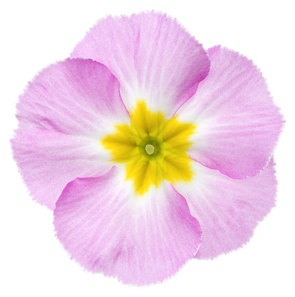 Primula. Flower on a white background. primula stock pictures, royalty-free photos & images