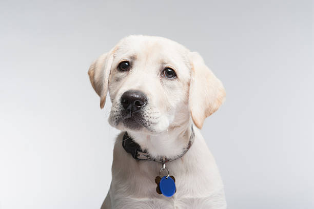 istock Yellow Labrador Retriver puppy 185243588