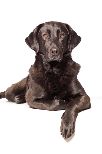 Portrait of a mixed breed labradorhttp://bit.ly/16Cq4VM