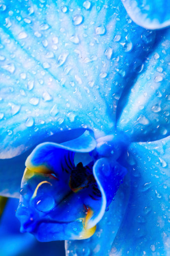 A macro capture of a blooming blue phalaenopsis orchids with the focus on the centre of the flower.