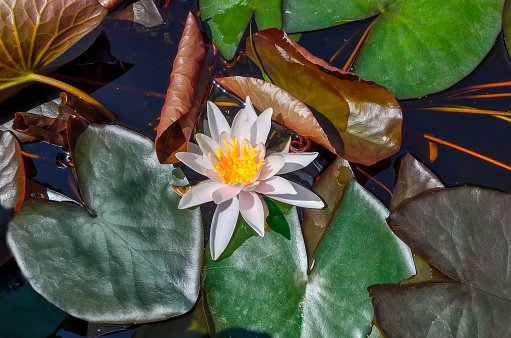 Pale pink water lily flower among green leaves floating on surface of pond, close up. A delightfully delicate aquatic plant - nymphea or water lily is considered the queen of pond. Beauty of nature