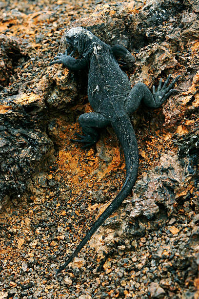 istock Marine iguanas in Galapagos Islands 185243751