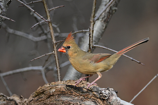 Colorful female Northern Cardinal sits perched on a fallen tree