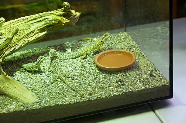 Central Bearded Dragins lizard (Pogona vitticeps) held in a terrarium at Zurich zoo. Switzerland.