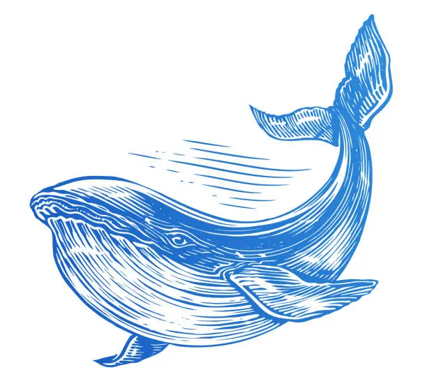Vector illustration of Whale, sea animal. Hand drawn vector illustration on white background