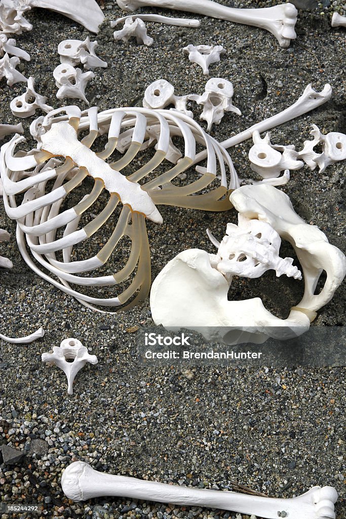 Whodunnit Vinyl bones at a simulated crime scene for a class in forensic anthropology. Accessibility Stock Photo