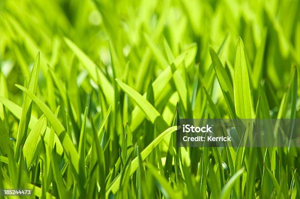 Frisch Frühling Grün In Hintergrundbeleuchtung Stockfoto und mehr Bilder von Blume - Blume, Fotografie, Frische