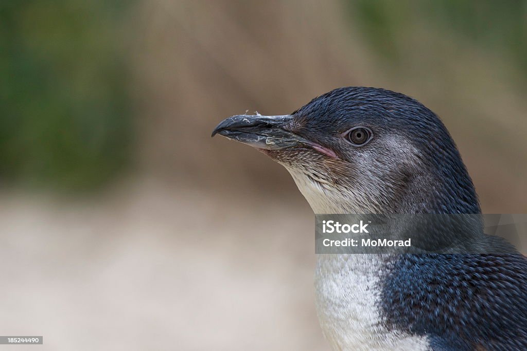 Penguins de fées - Photo de Manchot pygmée libre de droits